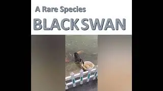Black Swan: Main Concept of Book written by Nassim Nicholas Taleb