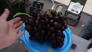 СТЕНД САВЧЕНКО СЕРГЕЯ и огромная гроздь к-ша Брависсимо.