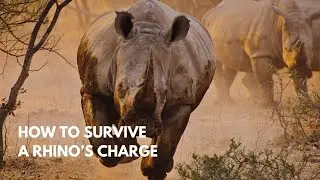 How to Survive a Rhino's Charge
