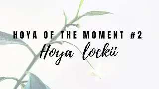 Hoya of the Moment #2: Hoya lockii