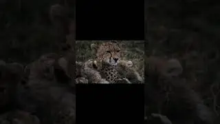 Большая Потеря для матери