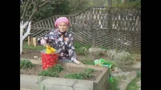 Самая лучшая весенняя подкормка для клубники