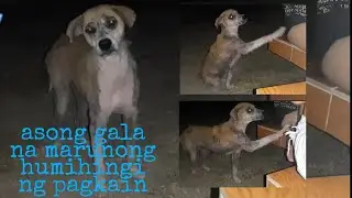 Stray dog asking for food | Buhay Marino TV