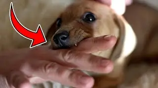 10 Clear Indicators Your Dog Has a Special Bond with You