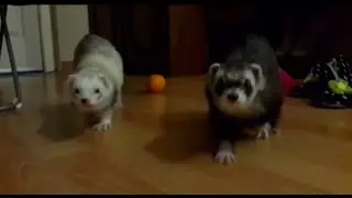 Ferrets in the house is..