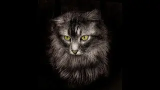 Hue-Hue the Main Coon cat in the morning...
