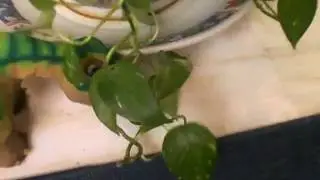 The Cute Pleo Exploring!
