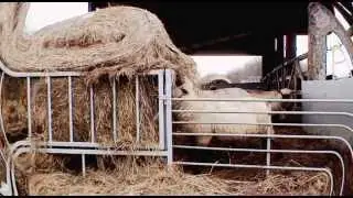 Animal Farm 2