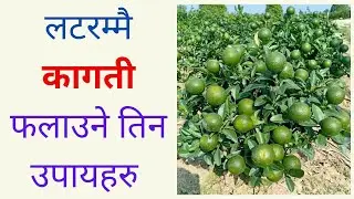 3 Tricks to grow lots of lemon   I Kisanpedia I