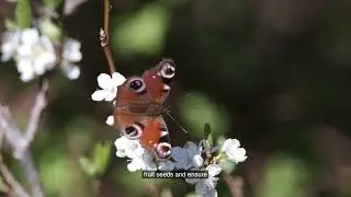 The Deeper Significance of Butterflies Beyond Their Beauty | ARTECHOUSE Timeless Butterflies
