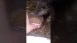 Клетки для королей на улице