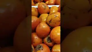 Хурма 