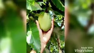 Mango curry (FANTASY with Zeen3)