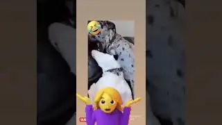 хахаха 🐶