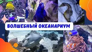 🦈🐠🐡 Океанариум 🐙🦑🐟🐋 #Немо | Дори •  Акула • Скаты ~ Морской конёк #медуза