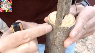 Split graft tree grafting technique