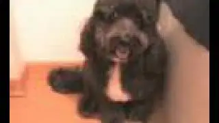 Julie, the dog.