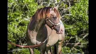 Appaloosa / Sportaloosa stallion at stud in New Zealand - Mighty Luminous (imp Aust)