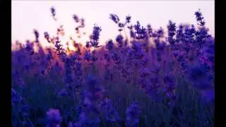 Lavender's Blue  (Dilly Dilly) - cover