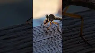 Olağanüstü !!! Ağzındaki ???