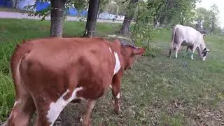 А где пасутся коровы?