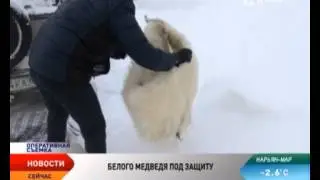 В НАО выявлен факт сбыта шкуры белого медведя