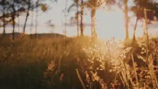 Forest and Nature Cinematic Video| Meditation