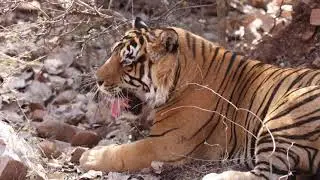 Tigers on Canon EOS R5