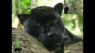 Black Is The Colour-Natacha Atlas(Black Panthers Slide Show)