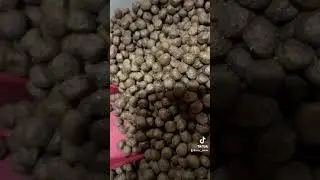 A new sound that I never really thought twice about but am now obsessed with: pouring dog food(??)