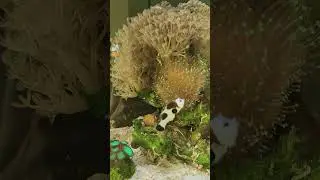 Клоун оцелярис