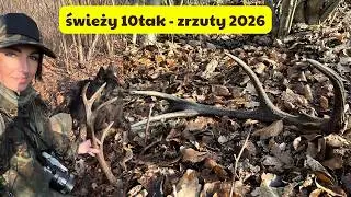Świeży 10tak - ZRZUTY jeleni 2026 #antlers #nature #forest #zrzuty2026 #antler #zhody #parohar #deer