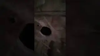 Узнай! живут ли пчелы в одном доме с человеком..
