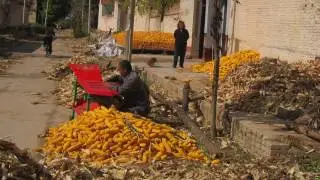 Helping China's smallholder farmers -  Science & Technology Backyard