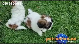 Shih Tzu Puppies in UAE
