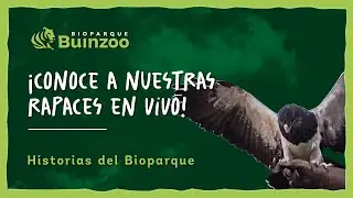 CONOCE A NUESTRAS RAPACES EN VIVO - HISTORIAS DE BIOPARQUE