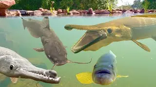 I Left a GoPro at the Bottom of the Pond for 30 Minutes!