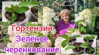 УРА , у меня получилось!  💯% укоренение зелёных черенков гортензии.