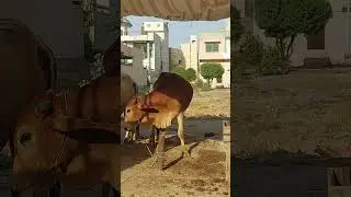 #shorts | #shortsfeed | #shortvideo | Qurbani Kay Janwar | Beautiful Qurbani Janwar
