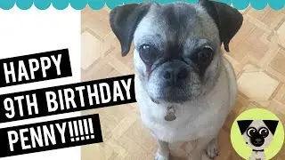 It's Penny's 9th Birthday! Find out how I met my pug!