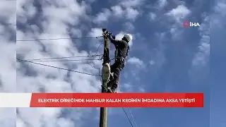 Elektrik direğinde mahsur kalan kedinin imdadına AKSA görevlileri yetişti