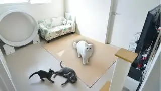 What’s It Like Having 3 Cats in a Studio Apartment?
