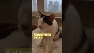 Blind Kitten Loves Kneading Biscuits! #catlove #catlife #rescuecats #rescuekitty