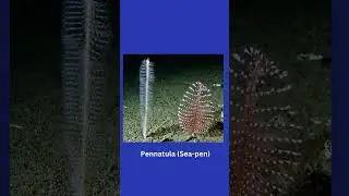 PHYLUM CNIDARIA 