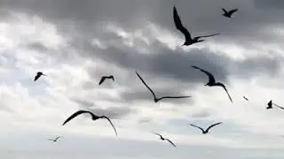 birds sky Effect download  free 🎥@DevenEditing