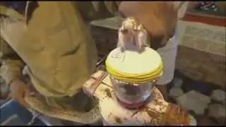 Как яд змеи действует на кровь