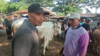 SURVEI HARGA SAPI DI LUAR PASAR