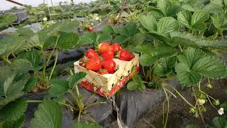 Опять о сортах НСД КРАППО 10, КАБРИЛЛО, МАЛЬГА.