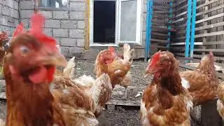 Сумасшедшие курицы