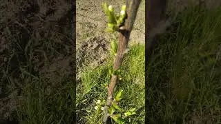 слива бербанк гигант.2год.Цветение.сигналки.3мая.